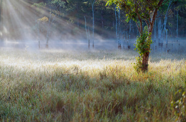 Naklejka na ściany i meble Natural grass background with early sunlight, dew and fog