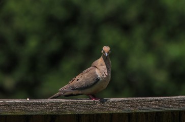 A brown pigeon on wooden fence