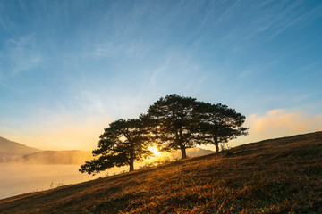 Big pine trees on yellow grass hill in early morning