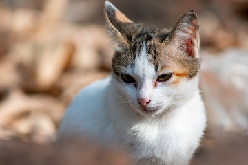 Naklejka na ściany i meble Portrait of white cat at the garden, close up Thai cat 
