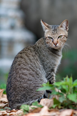 Portrait of striped cat sitting at the garden, close up Thai cat