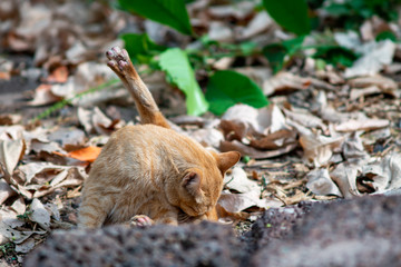 The ginger cat licking itself, close up Thai cat