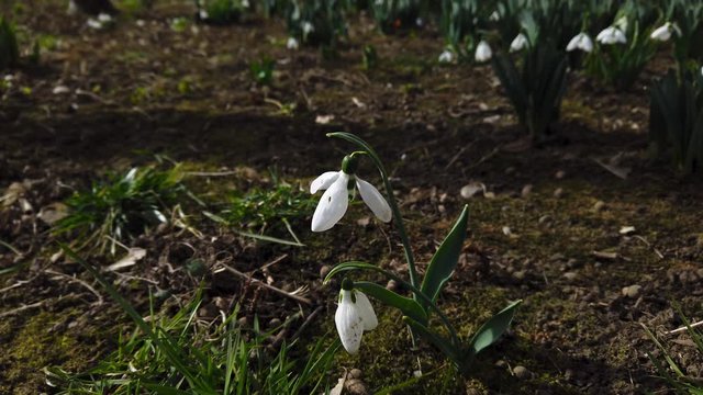 Snowdrops Flowers In Early Spring, slow
