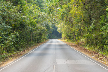 Fototapeta premium Country road in national park.
