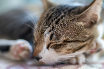 Close up the striped cat sleeping on the floor, close up Thai cat