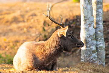 Deer in the jungle .