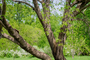 Old tree with a beautiful curved trunk. Summer in the city.