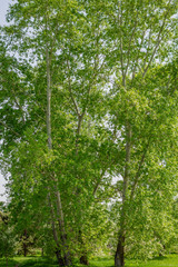 Tall tree trunks in the park. Perennial poplars. summer sunny day.