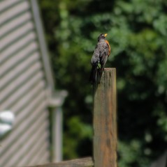 A robin standing on a wooden pole