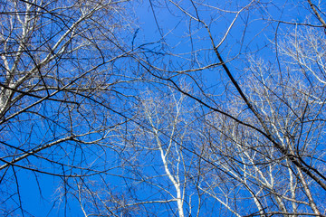 blue sky with tree branches. spring sunny day.