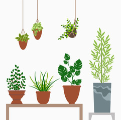 mini plants,small plants