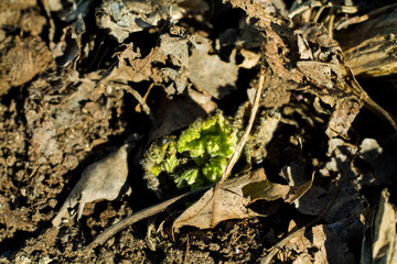 The green sprout of the plant pecks through dry leaves. spring in the city. the awakening of nature.
