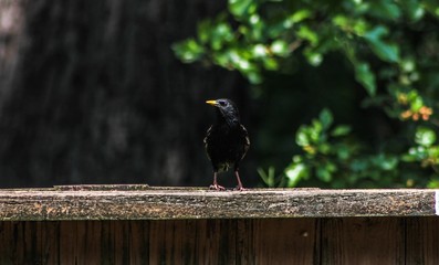 A starling standing on wooden fence