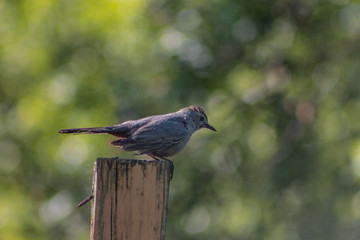 Wet grey catbird on wooden post