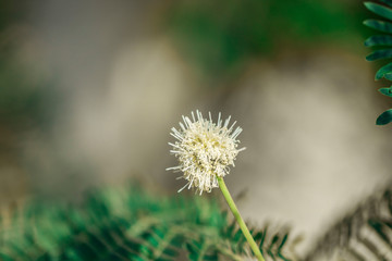 dandelion on background of green grass