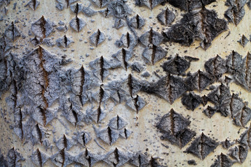 The texture of poplar bark. Natural background for design. top viev