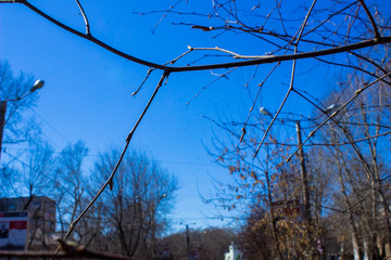 Blue sky through birch branches. City landscape.