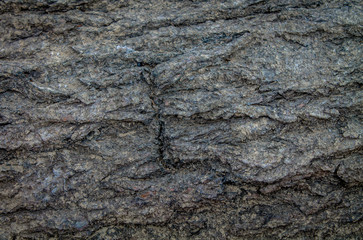 texture of poplar tree bark. Natural background for design.