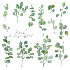 Watercolor eucalyptus leaves and branches set. Floral eco illustration for design and textile fabric Hand drawn silver dollar eucalyptus elements for baby shower, wedding insparation.