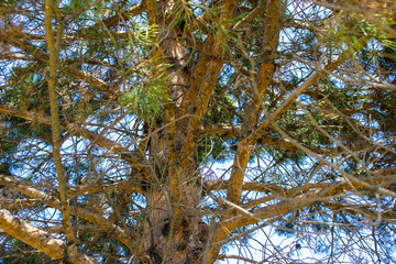Spruce branches without needles. The inside of the crown of a Christmas tree.