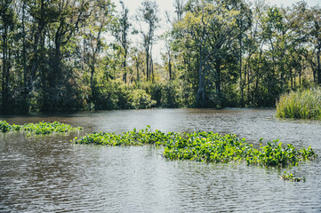 Lowcountry marsh land that was formerly slave planted rice fields in South Carolina