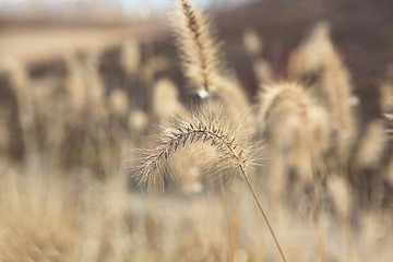 Obraz premium 시흥갯골생태공원입니다