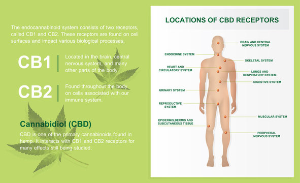 locations of cbd receptors CB1 and CB2 is infographic work medical.