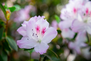 Fototapeta premium Azaleas tropical flower.