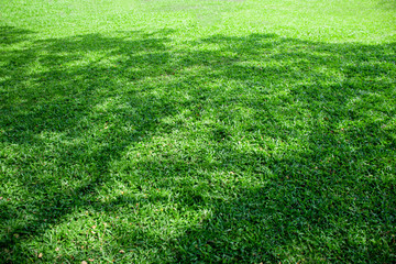 Green fields with shade of trees. The leaves fall from the tree on the green grass and the shadow...