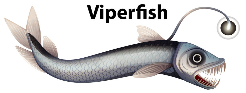 Wordcard design for viperfish with white background
