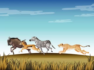 Scene with cheetah chasing after many animals in the field © blueringmedia