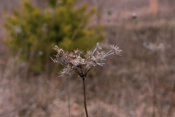 thistle in the field