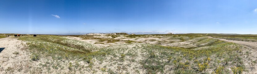Panoramic view across rock beds with range cattle in Buffalo Gap Nation Grassland, Railroad Butte, South Dakota