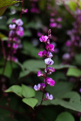 Lablab purpureus close up. Bean decorative plant with purple flowers on a background of dark green leaves.