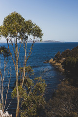 eucalyptus gum trees  in front of the sea at Blackman's Bay on a sunny summer day in the late afternoon before dusk