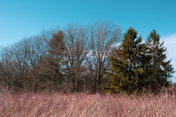 tree in a field