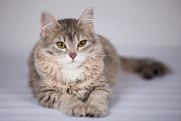 Gray fluffy cat.