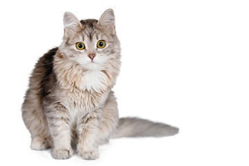 Gray fluffy cat.