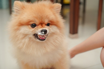 close up on pet, small dog breed for pomeranian, it standing on the granite floor at home and toothpaste dirty on its nose