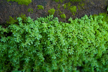 Fototapeta na wymiar Partial and selective focus image of Rockweed plants or Pilea microphylla, photographed from above at close range on weathered concrete.