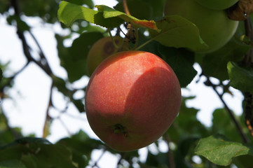 Red apple on a tree in a summer garden