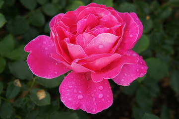 Bright pink rose in raindrops