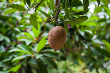 Selective focus images of Sawo fruit / Sapodilla or Manilkara zapota, photographed at close range with blurred background.