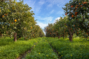 Sicilian Orange Trees