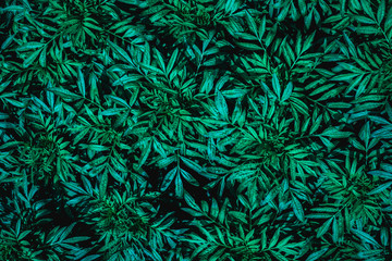 Naklejka na ściany i meble closeup nature view of green leaf, dark wallpaper concept, nature background, tropical leaf