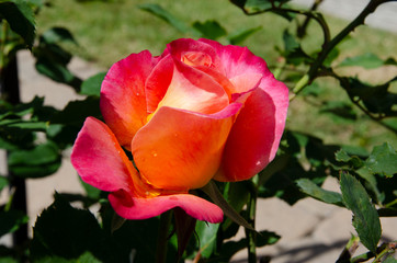 Perfect Orange Pink Rose