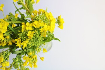 春の便り　菜の花　癒し　野菜　屋内