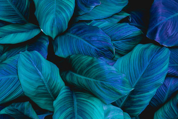 Fototapeta premium leaves of Spathiphyllum cannifolium, abstract green texture, nature background, tropical leaf