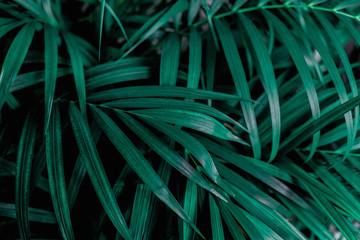 Obraz na płótnie Canvas abstract green leaf texture, nature background, tropical leaf