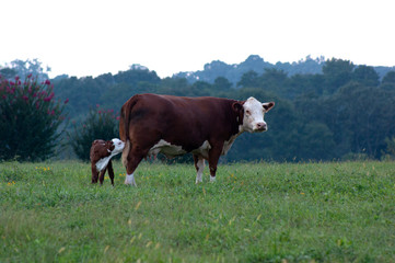 Hereford Cow and Calf Grazing